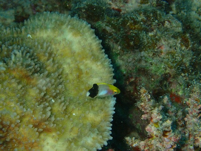 f:id:takedive1988:20220430215949j:image