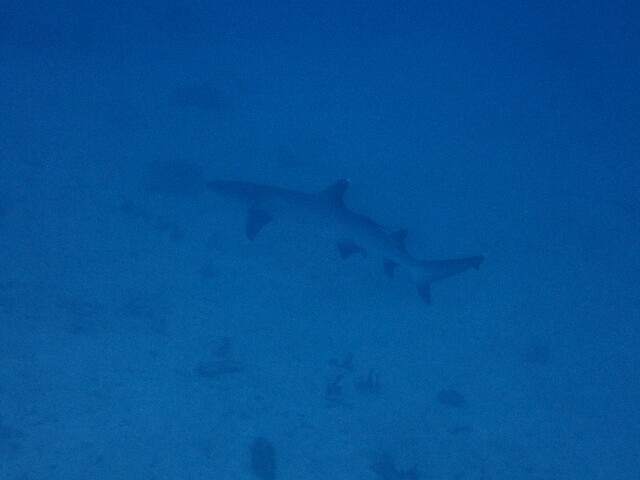f:id:takedive1988:20220430220001j:image