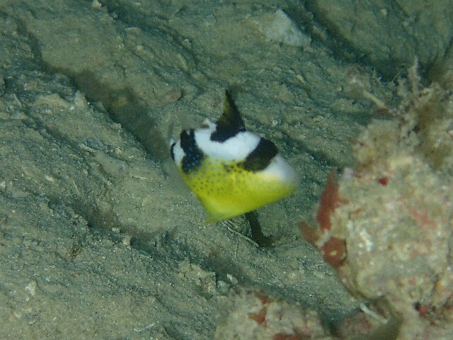 f:id:takedive1988:20220511174141j:image