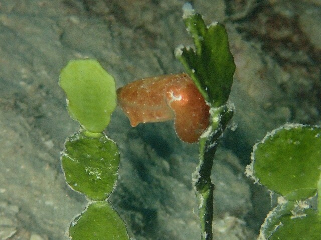 f:id:takedive1988:20220511174222j:image