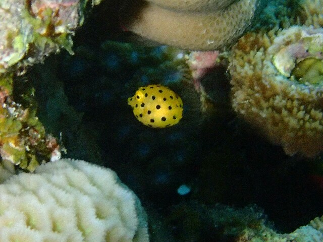 f:id:takedive1988:20220511174357j:image
