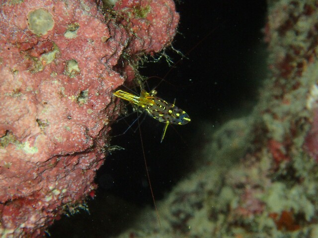 f:id:takedive1988:20220511174451j:image