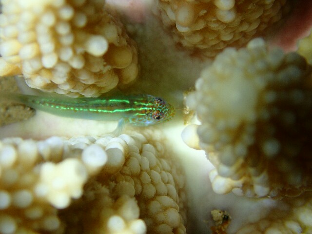 f:id:takedive1988:20220511195042j:image