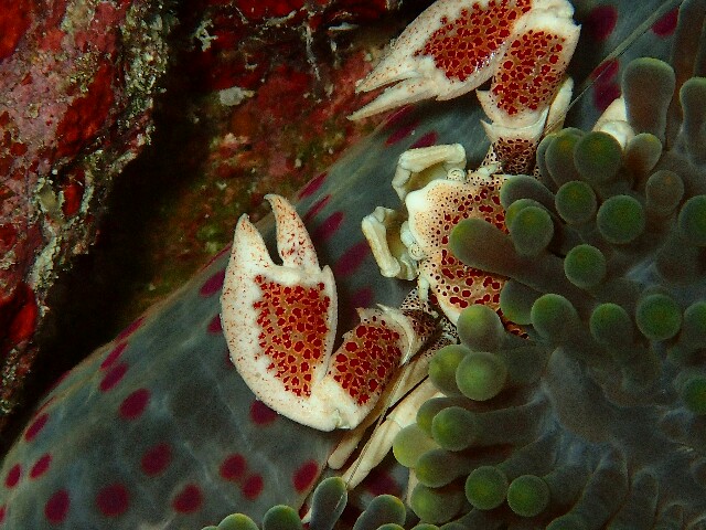 f:id:takedive1988:20220511195132j:image