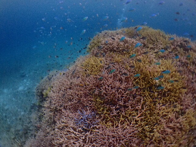 f:id:takedive1988:20220511195149j:image