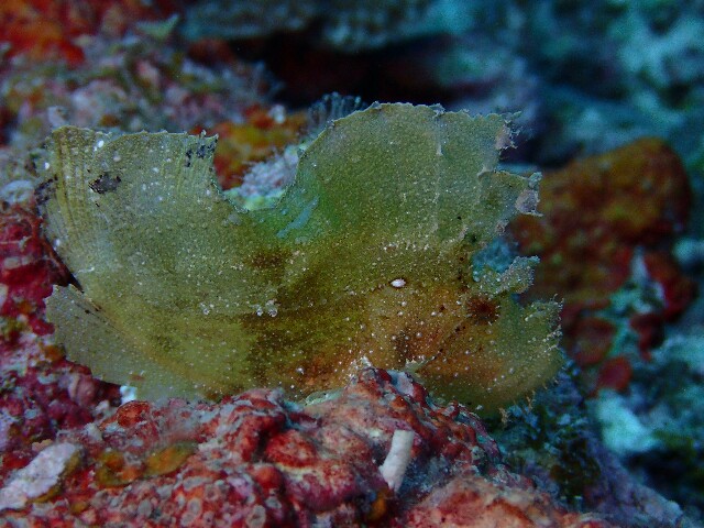 f:id:takedive1988:20220514201155j:image