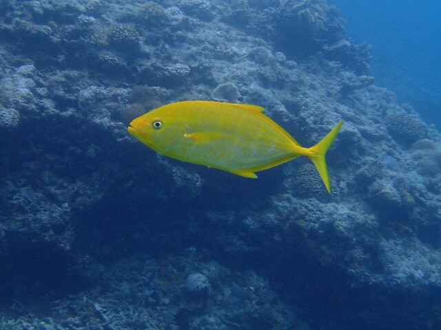 f:id:takedive1988:20220514201317j:image
