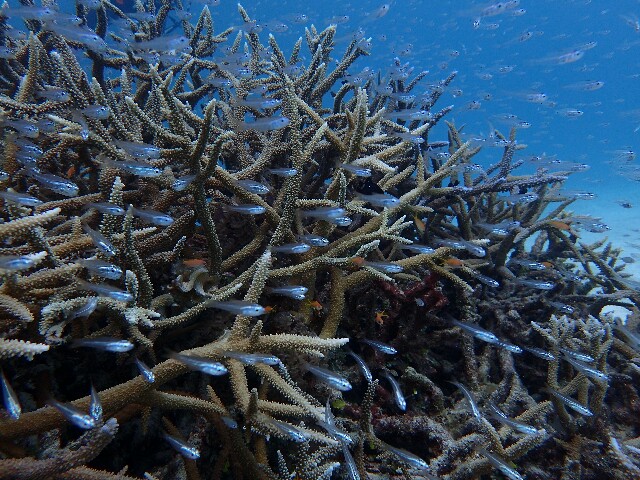 f:id:takedive1988:20220521221548j:image