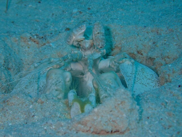 f:id:takedive1988:20220521221602j:image