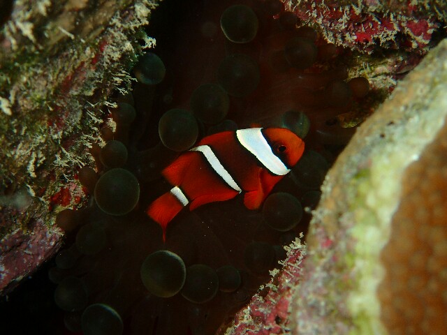 f:id:takedive1988:20220521221619j:image