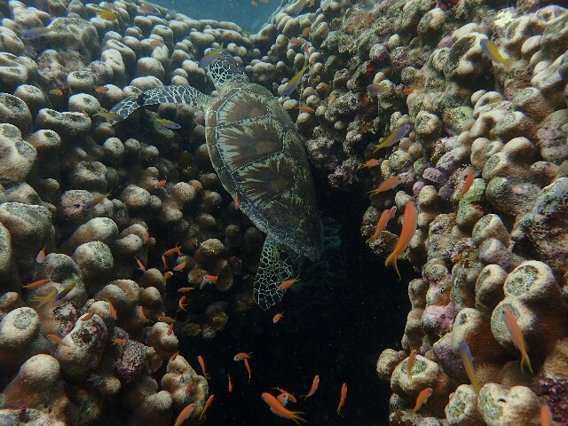 f:id:takedive1988:20220521222005j:image