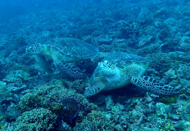 f:id:takedive1988:20220521222225j:image