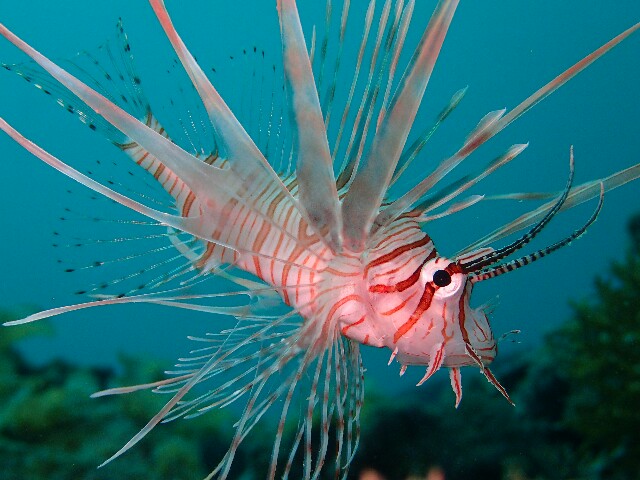 f:id:takedive1988:20220521222242j:image