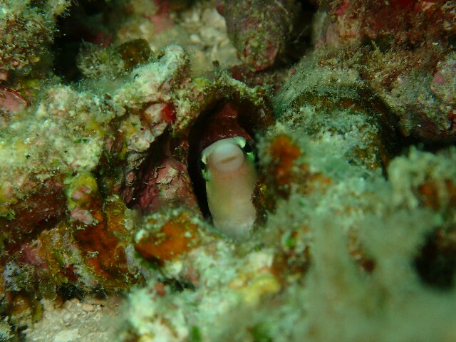 f:id:takedive1988:20220521222254j:image