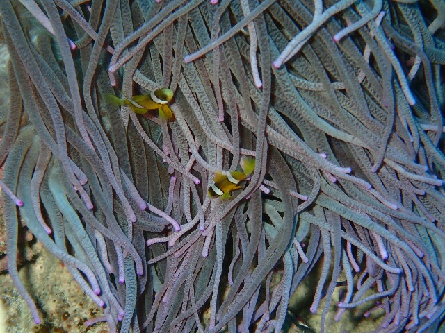 f:id:takedive1988:20220521222314j:image