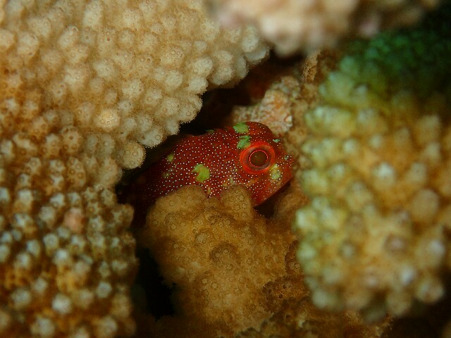 f:id:takedive1988:20220521222339j:image