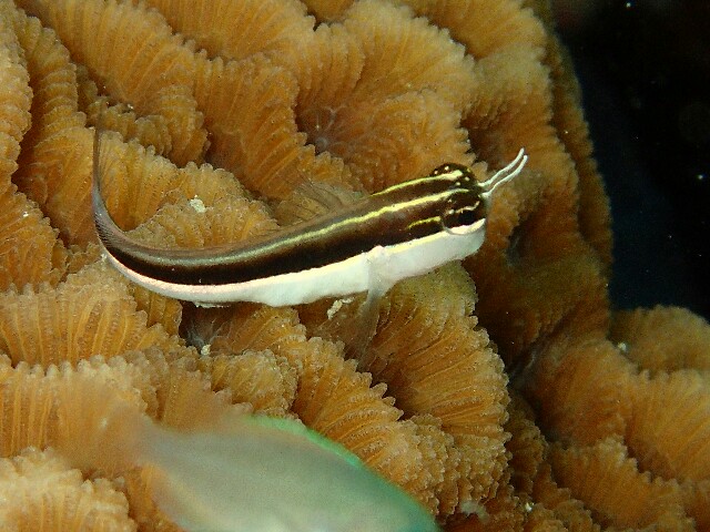 f:id:takedive1988:20220523200033j:image