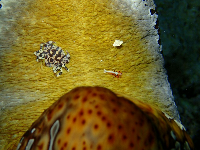 f:id:takedive1988:20220524200943j:image