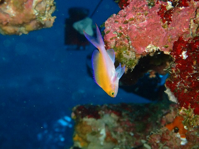 f:id:takedive1988:20220524201001j:image