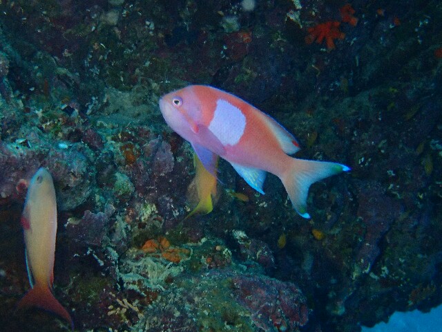 f:id:takedive1988:20220524201015j:image