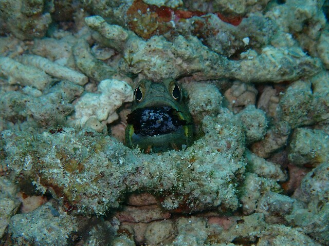 f:id:takedive1988:20220524201039j:image