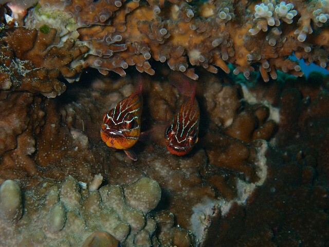 f:id:takedive1988:20220524201311j:image