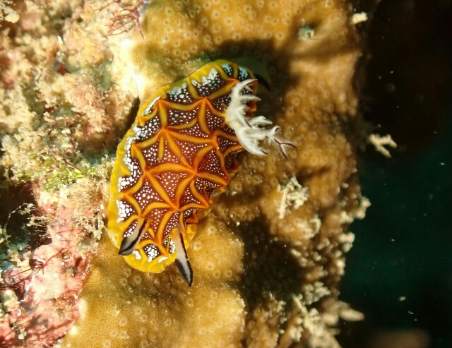 f:id:takedive1988:20220524201505j:image