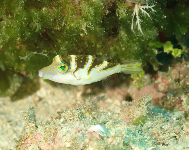 f:id:takedive1988:20220524201518j:image