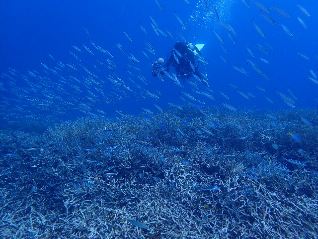 f:id:takedive1988:20220611191208j:image