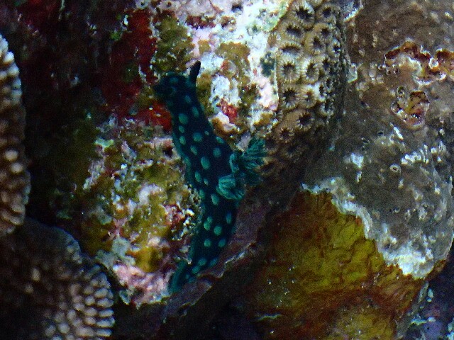 f:id:takedive1988:20220612200430j:image
