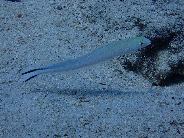f:id:takedive1988:20220620185708j:image