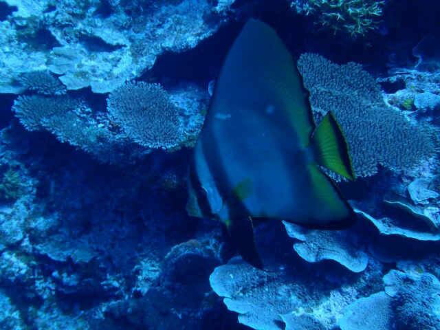 f:id:takedive1988:20220620185809j:image