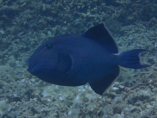 f:id:takedive1988:20220621192143j:image