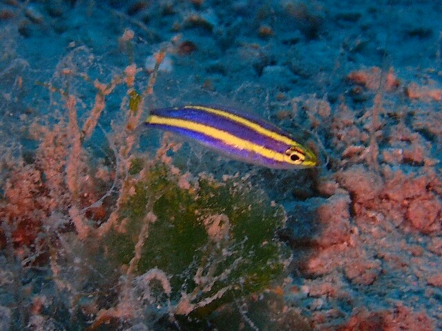 f:id:takedive1988:20220621192516j:image