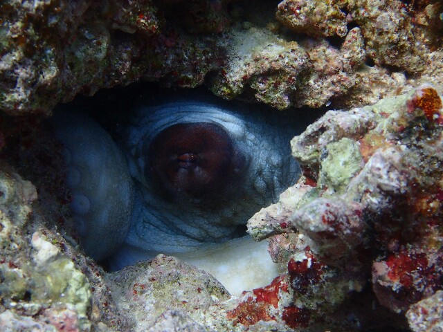 f:id:takedive1988:20220628193621j:image