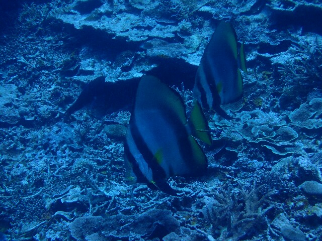 f:id:takedive1988:20220628193643j:image