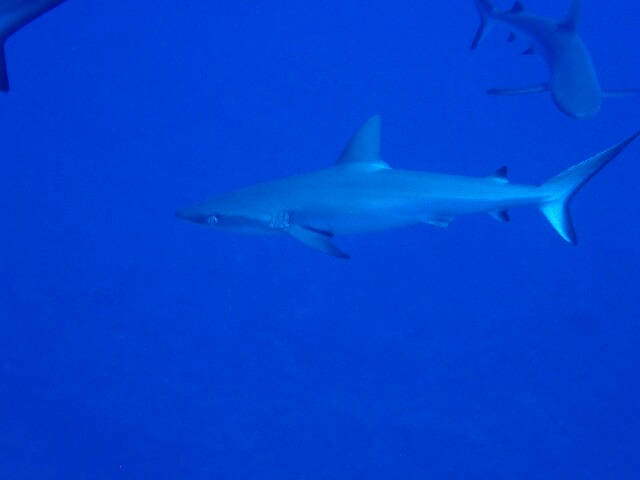 f:id:takedive1988:20220628193811j:image