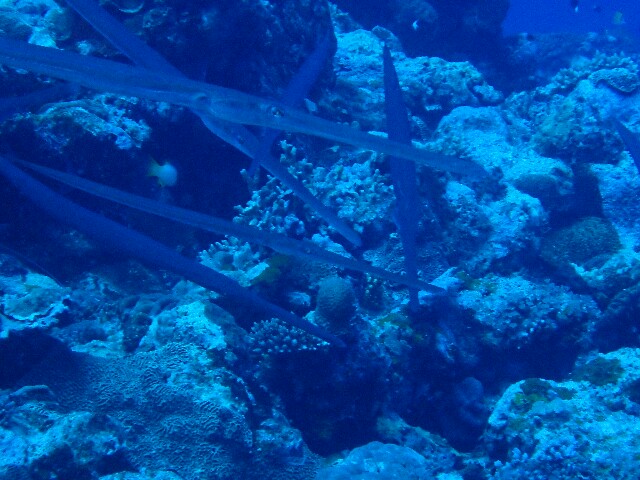 f:id:takedive1988:20220628193825j:image