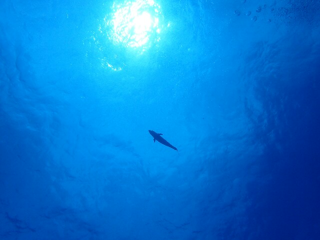 f:id:takedive1988:20220628193839j:image
