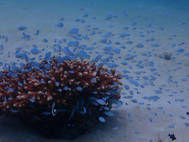 f:id:takedive1988:20220706201420j:image