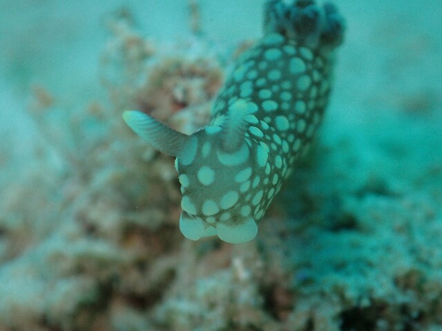 f:id:takedive1988:20220706201434j:image