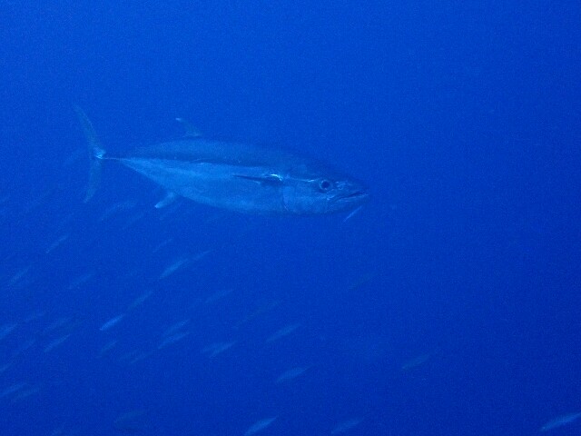 f:id:takedive1988:20220706201620j:image