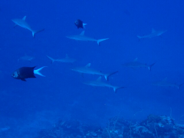 f:id:takedive1988:20220706201643j:image