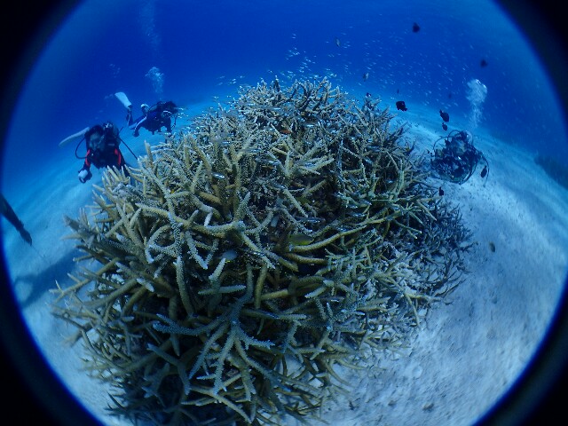 f:id:takedive1988:20220708224459j:image