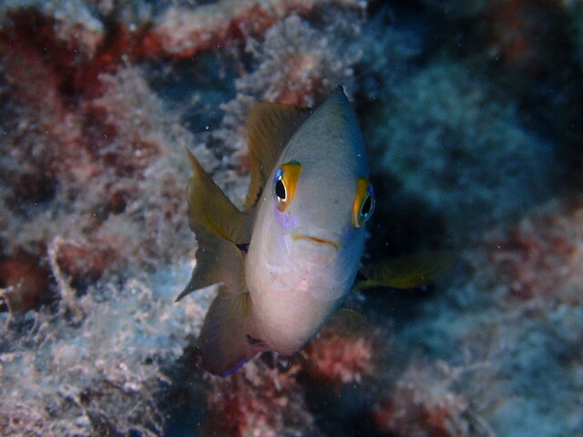 f:id:takedive1988:20220708224520j:image