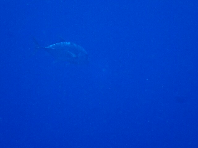 f:id:takedive1988:20220708224539j:image