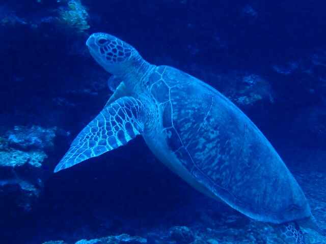 f:id:takedive1988:20220708224556j:image