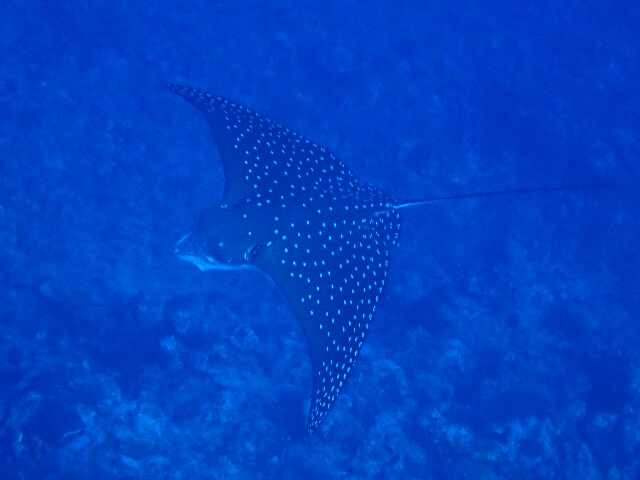 f:id:takedive1988:20220708224624j:image