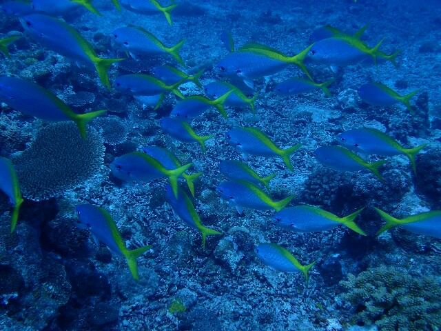 f:id:takedive1988:20220708224650j:image
