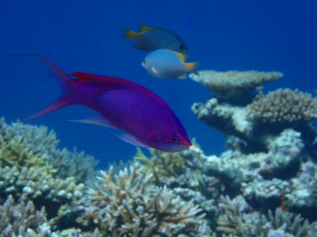 f:id:takedive1988:20220708224807j:image